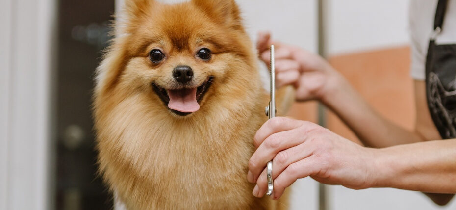 Votre panier - l'atelier canin